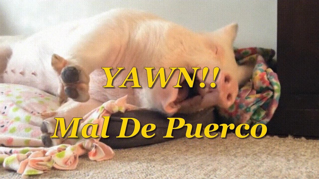 2022-08-02 YAWN!!, Mal De Puerco