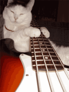 2022-10-14 Bass Kitty